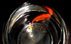 fishbowl movie